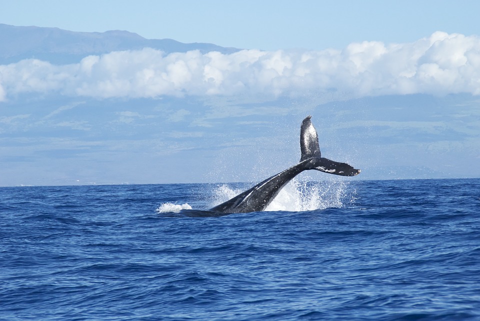 WWF Canada Weighs in on Scrubber Debate
