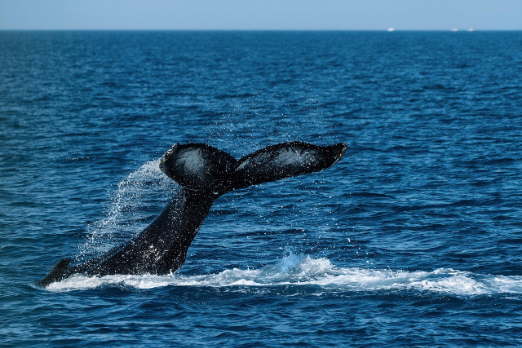 Ammonia Effluent Debate Adds to Challenges for Ammonia Marine Fuel