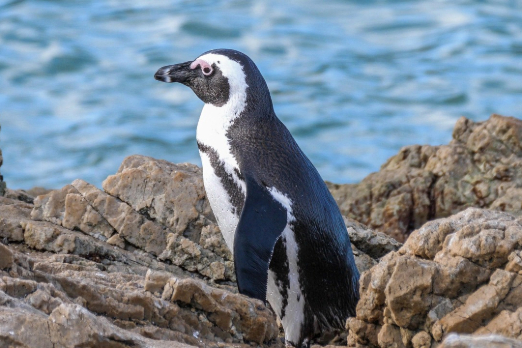 South Africa Tightens Offshore Bunkering Rules to Protect African Penguins