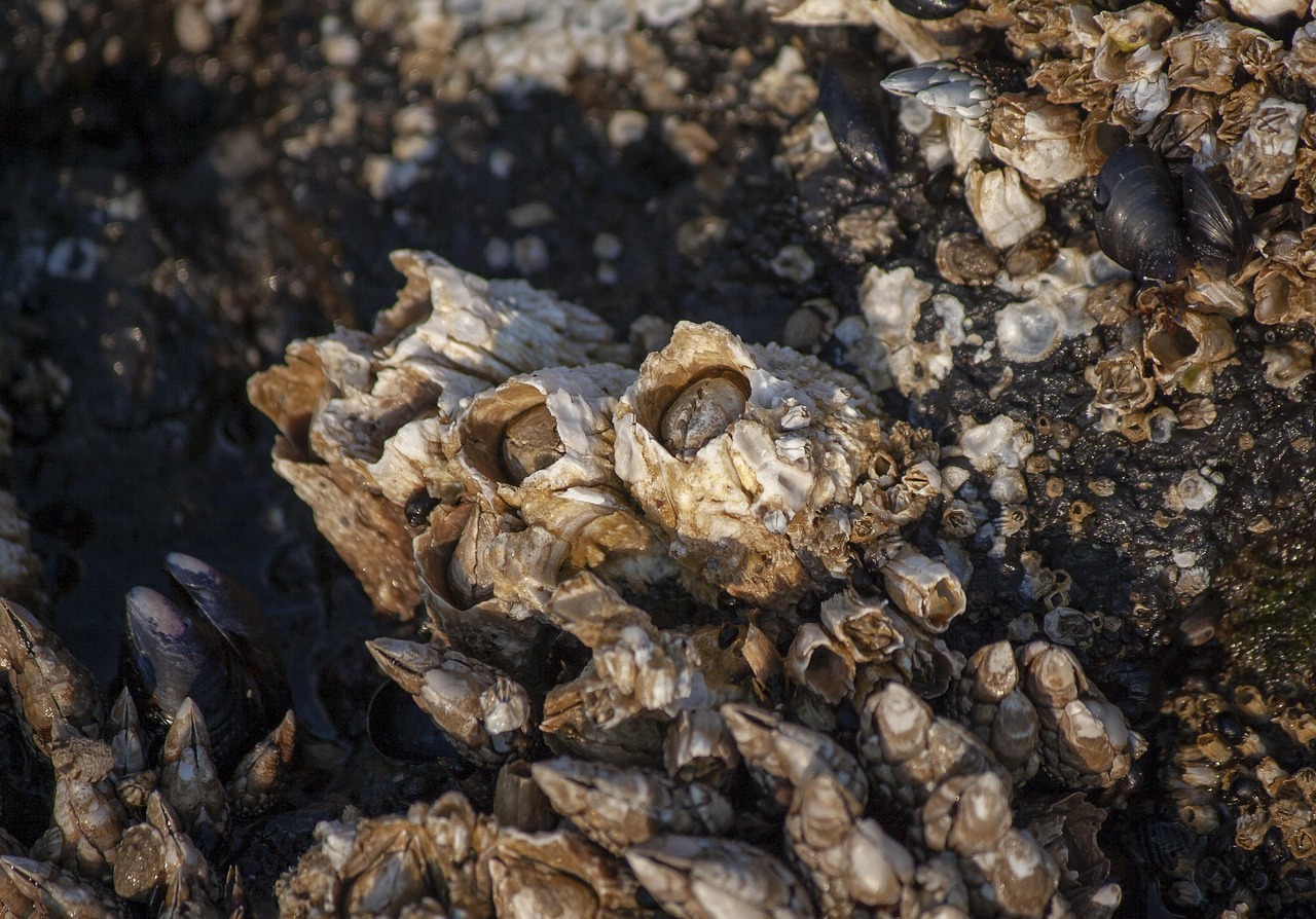Gulf Biofouling May Add 1% to Global Bunker Demand