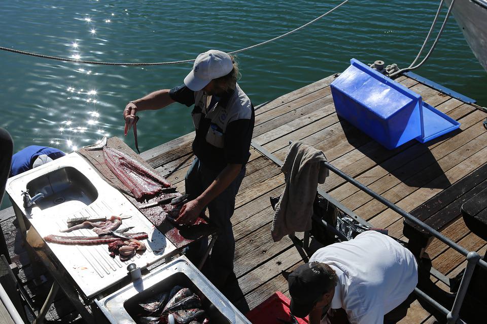 Fish Waste to Be Used in Biofuel Bunker Production