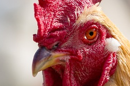 Shippers "Playing Chicken" over IMO2020 with 30% Noncompliance Expected: Wood Mackenzie