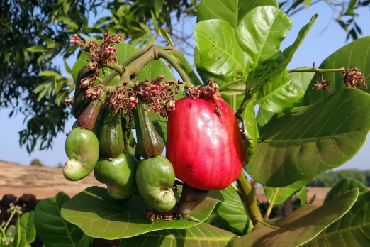 Insurer Skuld Cautions Against Risks of Cashew Nutshell Biofuels in Shipping