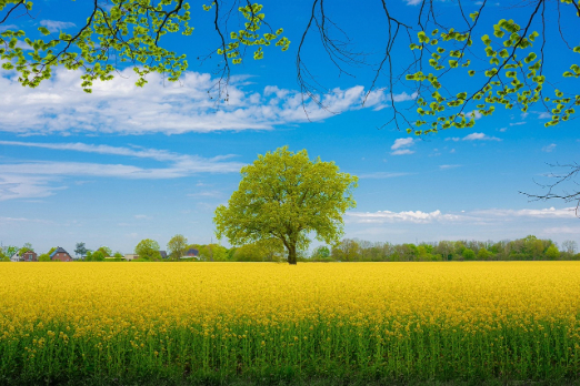 Neste and Bayer Partner to Develop Biofuel Feedstock in the US