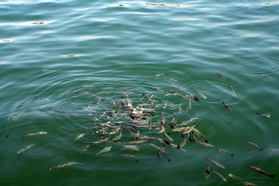 Ship Noise Threat to Fish Breeding Grounds